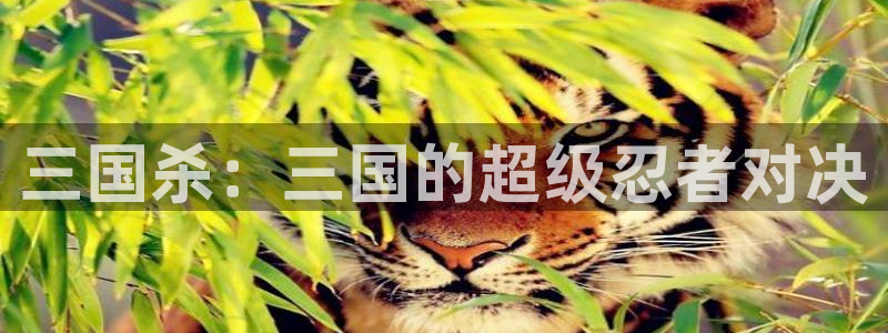 91动漫免费网站：三国杀：三国的超级忍者对决